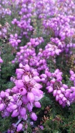 Dopheide (Erica Cinerea 'Pallas') -Tuinplanten Winkel erica cin pallas 2