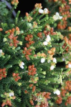 Dopheide (Erica Cinerea 'Alba') 13 Dopheide (Erica Cinerea 'Alba') -Tuinplanten Winkel erica cinerea alba