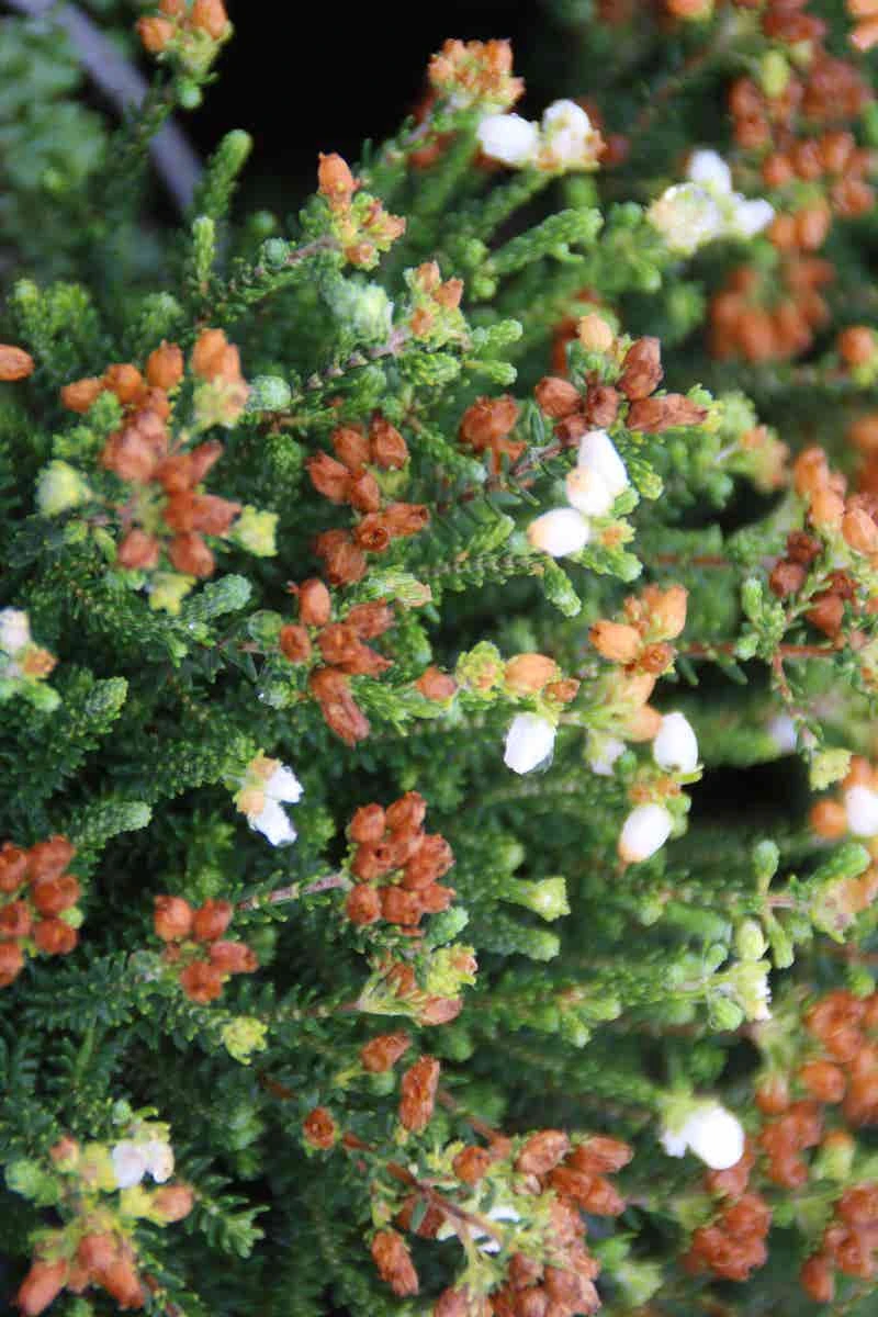 Dopheide (Erica Cinerea 'Alba') 8 Dopheide (Erica Cinerea 'Alba') - Afbeelding 6