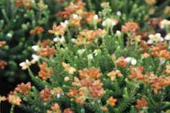 Dopheide (Erica Cinerea 'Alba') 11 Dopheide (Erica Cinerea 'Alba') -Tuinplanten Winkel erica cinerea alba 2