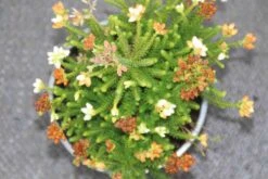 Dopheide (Erica Cinerea 'Alba') 12 Dopheide (Erica Cinerea 'Alba') -Tuinplanten Winkel erica cinerea alba 3