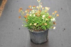 Dopheide (Erica Cinerea 'Alba') 10 Dopheide (Erica Cinerea 'Alba') -Tuinplanten Winkel erica cinerea alba 4