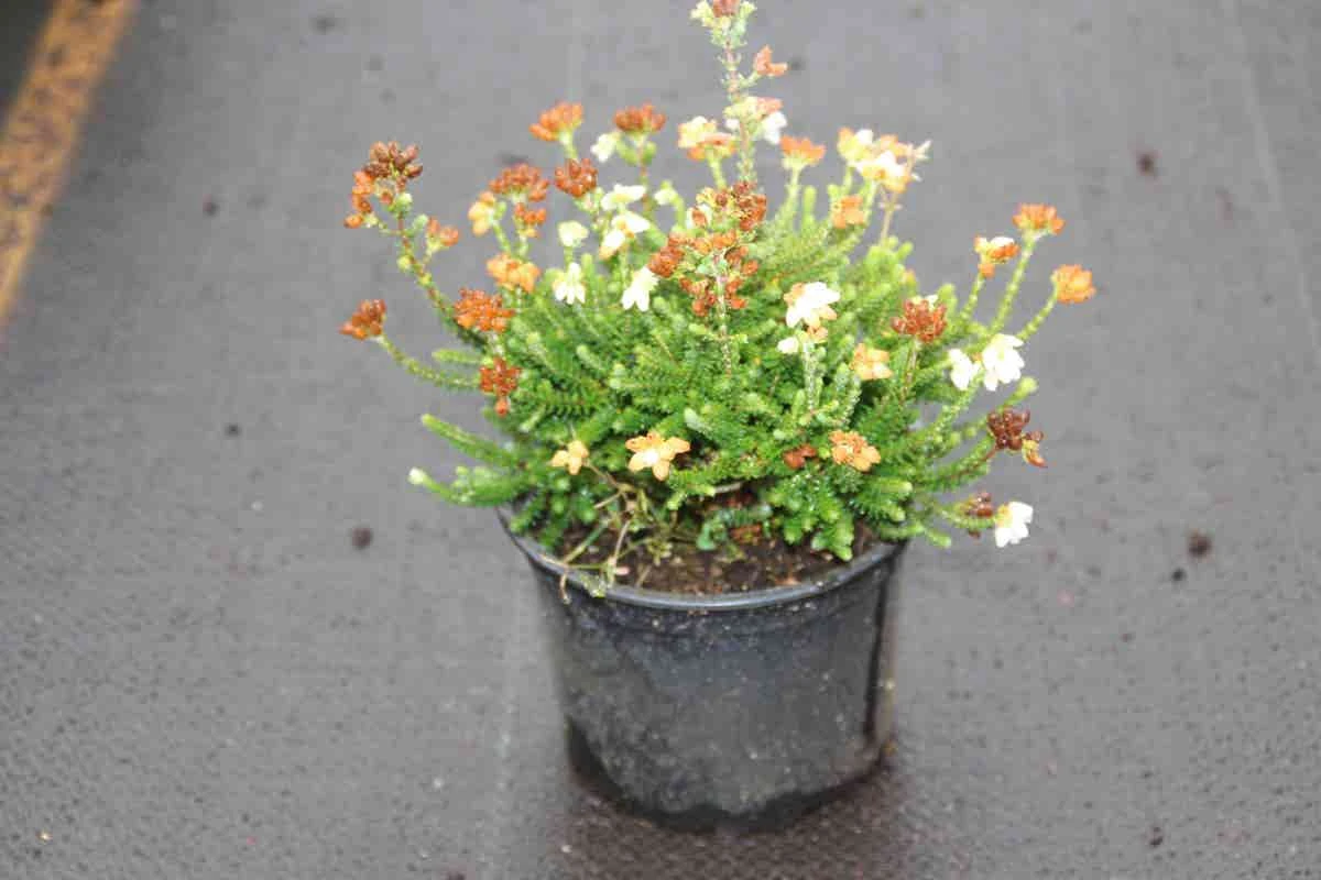 Dopheide (Erica Cinerea 'Alba') 5 Dopheide (Erica Cinerea 'Alba') - Afbeelding 3