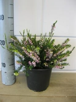 Winterheide Lila-roze (Erica Darleyensis 'Darley Dale') -Tuinplanten Winkel erica darley dale c1.5 23 11 2017