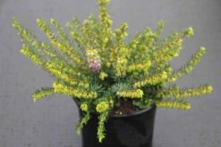 Winterheide Lila-roze (Erica Darleyensis 'Darley Dale') -Tuinplanten Winkel erica darleyensis darley dale 2 2