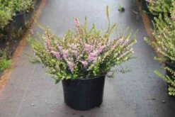 Winterheide Lila-roze (Erica Darleyensis 'Darley Dale') -Tuinplanten Winkel erica darleyensis darley dale 2 3