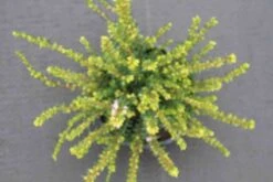 Winterheide Lila-roze (Erica Darleyensis 'Darley Dale') -Tuinplanten Winkel erica darleyensis darley dale 3 2