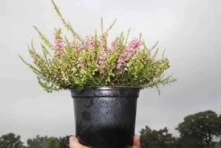 Winterheide Lila-roze (Erica Darleyensis 'Darley Dale') -Tuinplanten Winkel erica darleyensis darley dale 3 3