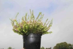 Winterheide Lila-roze (Erica Darleyensis 'Darley Dale') -Tuinplanten Winkel erica darleyensis darley dale 6 1