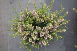 Winterheide Lila-roze (Erica Darleyensis 'Darley Dale') -Tuinplanten Winkel erica darleyensis darley dale 3