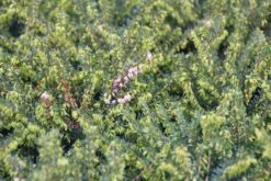 Roze Winterheide (Erica Darleyensis 'Ghost Hills') -Tuinplanten Winkel erica darleyensis ghost hills
