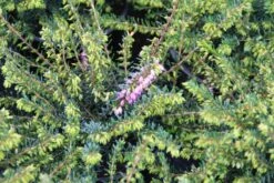 Roze Winterheide (Erica Darleyensis 'Ghost Hills') -Tuinplanten Winkel erica darleyensis ghost hills 2