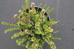 Roze Winterheide (Erica Darleyensis 'Ghost Hills') -Tuinplanten Winkel erica darleyensis ghost hills 4