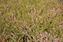 Roze Winterheide (Erica Darleyensis 'Ghost Hills') -Tuinplanten Winkel erica darleyensis ghost hills 5