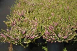 Roze Winterheide (Erica Darleyensis 'Ghost Hills') -Tuinplanten Winkel erica darleyensis ghost hills 6