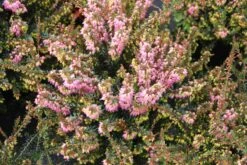 Winterheide Paars-roze (Erica Darleyensis 'Rubina') 17 Winterheide Paars-roze (Erica Darleyensis 'Rubina') -Tuinplanten Winkel erica darleyensis rubina