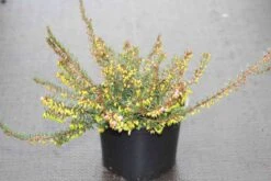 Winterheide Paars-roze (Erica Darleyensis 'Rubina') 15 Winterheide Paars-roze (Erica Darleyensis 'Rubina') -Tuinplanten Winkel erica darleyensis rubina 2