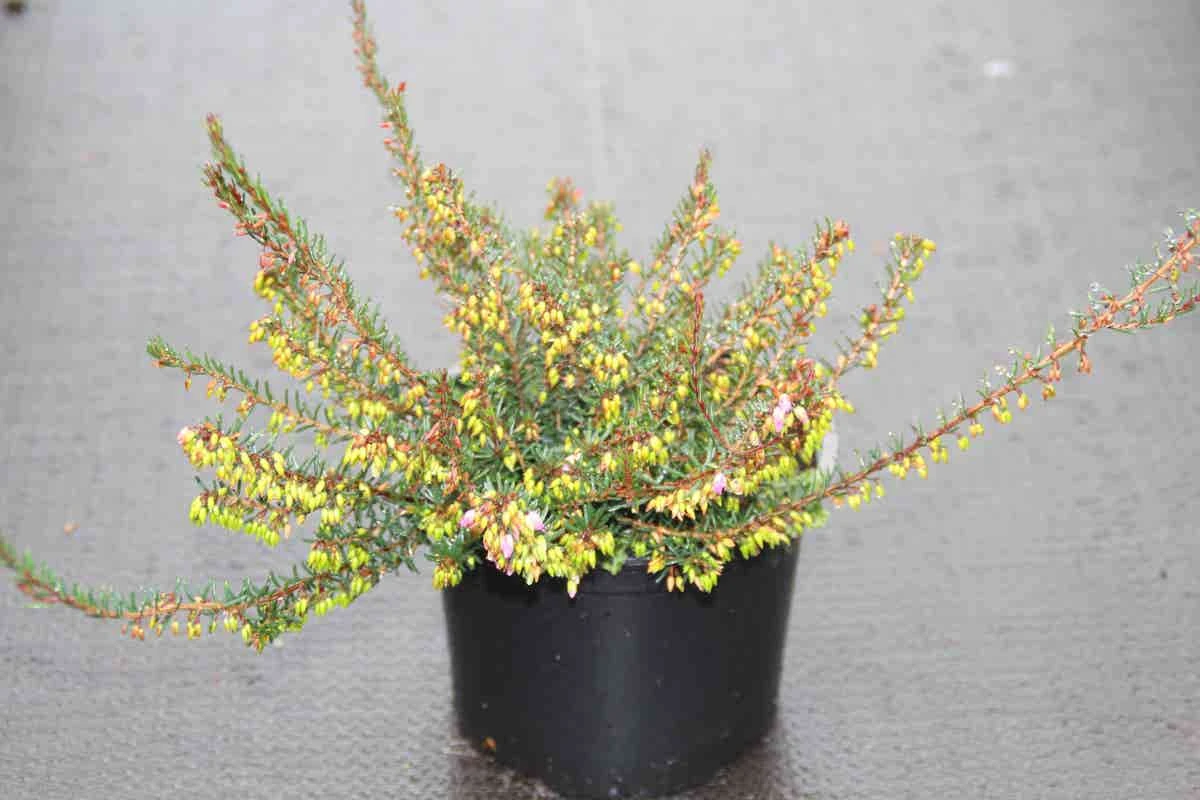 Winterheide Paars-roze (Erica Darleyensis 'Rubina') 7 Winterheide Paars-roze (Erica Darleyensis 'Rubina') - Afbeelding 5