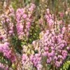Winterheide Paars-roze (Erica Darleyensis 'Rubina')