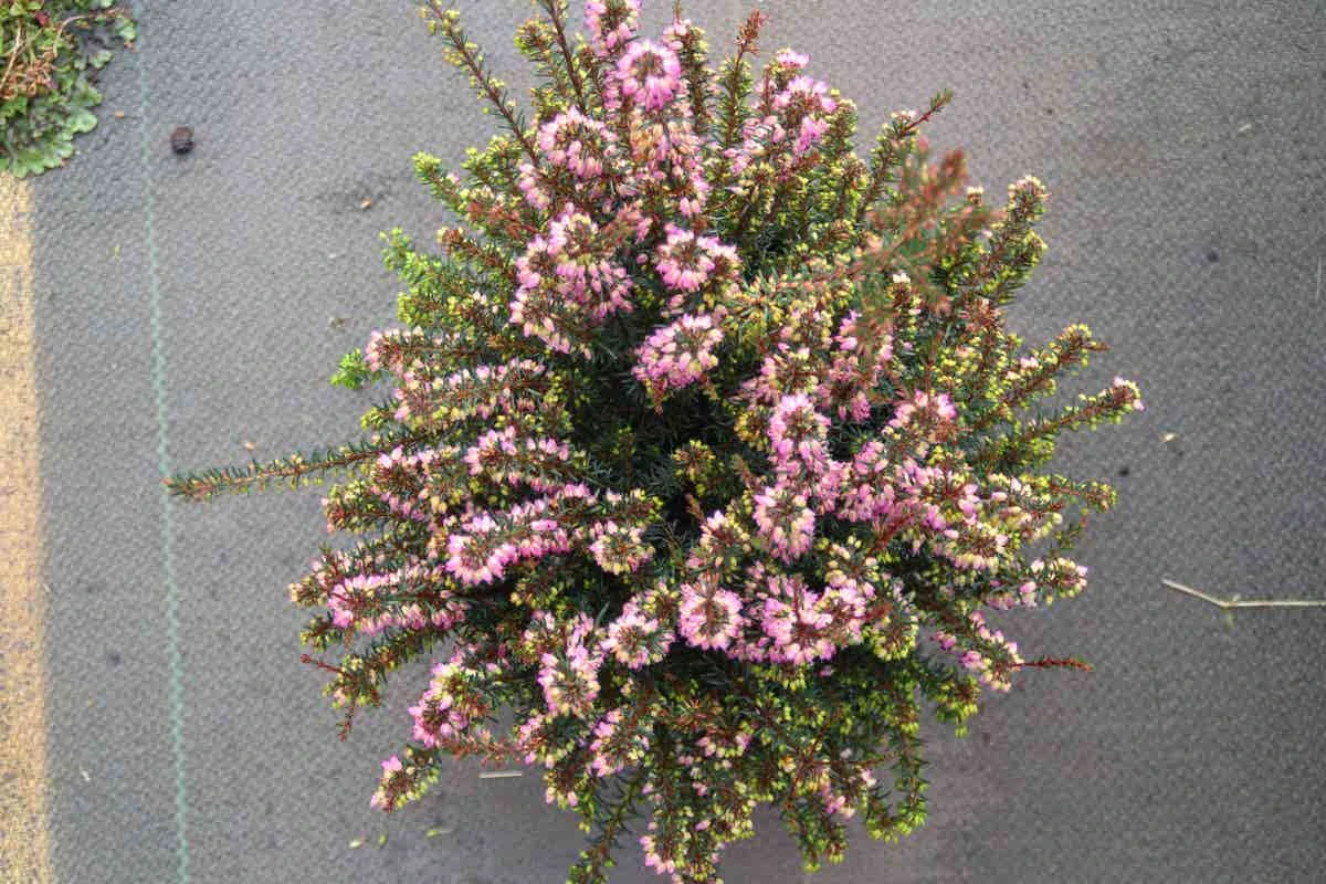 Winterheide Paars-roze (Erica Darleyensis 'Rubina') 6 Winterheide Paars-roze (Erica Darleyensis 'Rubina') - Afbeelding 4