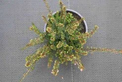 Winterheide Paars-roze (Erica Darleyensis 'Rubina') 18 Winterheide Paars-roze (Erica Darleyensis 'Rubina') -Tuinplanten Winkel erica darleyensis rubina 3 1