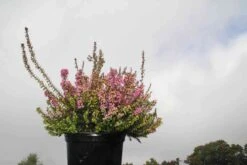 Winterheide Paars-roze (Erica Darleyensis 'Rubina') 13 Winterheide Paars-roze (Erica Darleyensis 'Rubina') -Tuinplanten Winkel erica darleyensis rubina 4