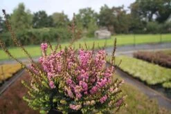 Winterheide Paars-roze (Erica Darleyensis 'Rubina') 16 Winterheide Paars-roze (Erica Darleyensis 'Rubina') -Tuinplanten Winkel erica darleyensis rubina 5