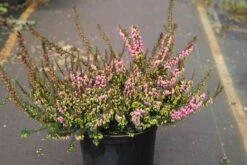 Winterheide Paars-roze (Erica Darleyensis 'Rubina') 19 Winterheide Paars-roze (Erica Darleyensis 'Rubina') -Tuinplanten Winkel erica darleyensis rubina 6