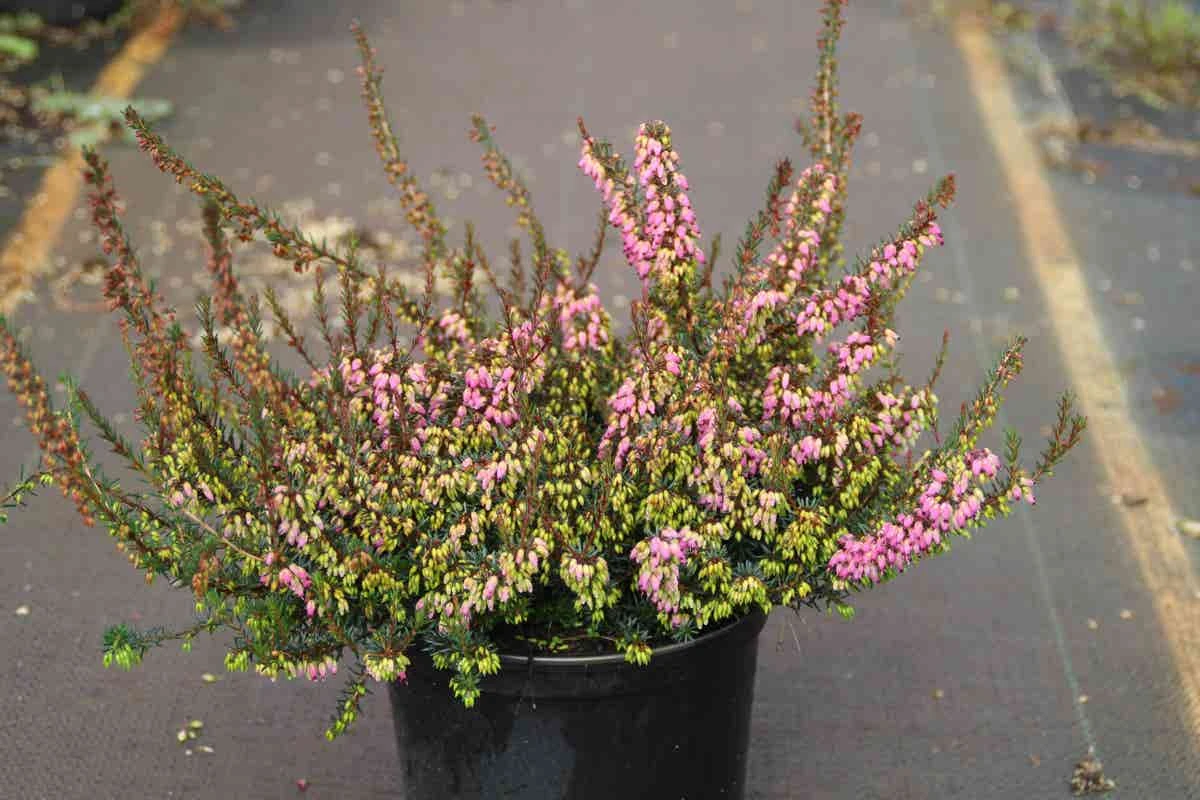 Winterheide Paars-roze (Erica Darleyensis 'Rubina') 11 Winterheide Paars-roze (Erica Darleyensis 'Rubina') - Afbeelding 9