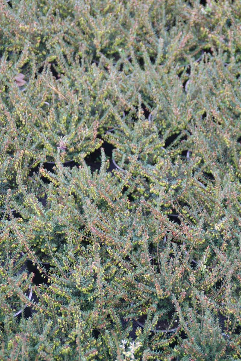 Winterheide Paars-roze (Erica Darleyensis 'Rubina') 4 Winterheide Paars-roze (Erica Darleyensis 'Rubina') - Afbeelding 2