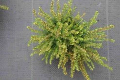 Winterheide Paars (Erica Darleyensis 'Spring Surprise') -Tuinplanten Winkel erica darleyensis spring surprise 2