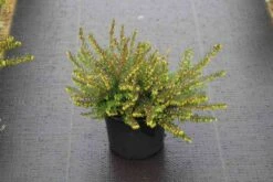 Winterheide Paars (Erica Darleyensis 'Spring Surprise') -Tuinplanten Winkel erica darleyensis spring surprise 3