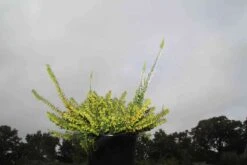 Winterheide Paars (Erica Darleyensis 'Spring Surprise') -Tuinplanten Winkel erica darleyensis spring surprise 6