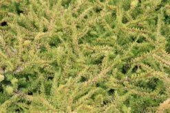 Winterheide (Erica Darleyensis 'Stieneke') -Tuinplanten Winkel erica darleyensis stieneke 3