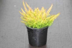 Winterheide (Erica Darleyensis 'Stieneke') -Tuinplanten Winkel erica darleyensis stieneke 4