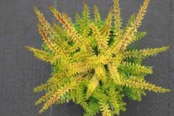 Winterheide (Erica Darleyensis 'Stieneke') -Tuinplanten Winkel erica darleyensis stieneke 5