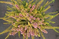 Winterheide (Erica Darleyensis 'Stieneke') -Tuinplanten Winkel erica darleyensis stieneke 6