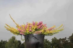 Winterheide (Erica Darleyensis 'Stieneke') -Tuinplanten Winkel erica darleyensis stieneke 8