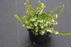 Witte Winterheide (Erica Darleyensis 'White Perfection') -Tuinplanten Winkel erica darleyensis white perfection 2