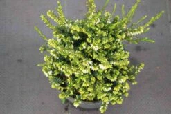 Witte Winterheide (Erica Darleyensis 'White Perfection') -Tuinplanten Winkel erica darleyensis white perfection 4