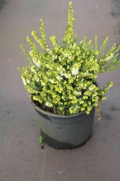 Witte Winterheide (Erica Darleyensis 'White Perfection') -Tuinplanten Winkel erica darleyensis white perfection 5