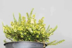 Witte Winterheide (Erica Darleyensis 'White Perfection') -Tuinplanten Winkel erica darleyensis white perfection 6