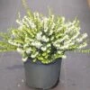 Witte Winterheide (Erica Darleyensis 'White Perfection') -Tuinplanten Winkel erica darleyensis white perfection c2 1 kopie