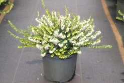 Witte Winterheide (Erica Darleyensis 'White Perfection')