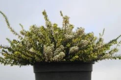 Witte Winterheide (Erica Darleyensis 'White Perfection') -Tuinplanten Winkel erica darleyensis white perfection c2 2 kopie