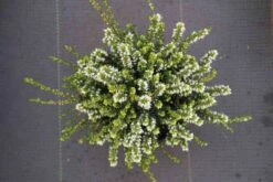 Witte Winterheide (Erica Darleyensis 'White Perfection') -Tuinplanten Winkel erica darleyensis white perfection c2 3