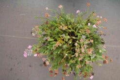 Gewone Dopheide (Erica Tetralix) -Tuinplanten Winkel erica tetralix