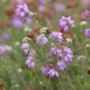Gewone Dopheide (Erica Tetralix) -Tuinplanten Winkel erica tetralix 1
