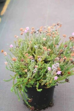 Gewone Dopheide (Erica Tetralix) -Tuinplanten Winkel erica tetralix 2