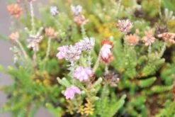 Gewone Dopheide (Erica Tetralix) -Tuinplanten Winkel erica tetralix 3